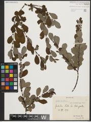 Foto von Salix aurita L.
